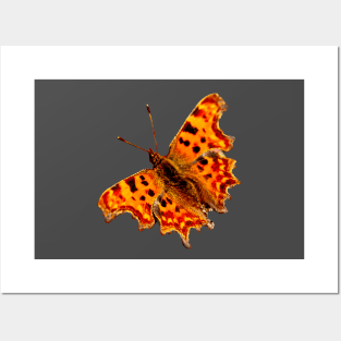 Comma Butterfly Posters and Art